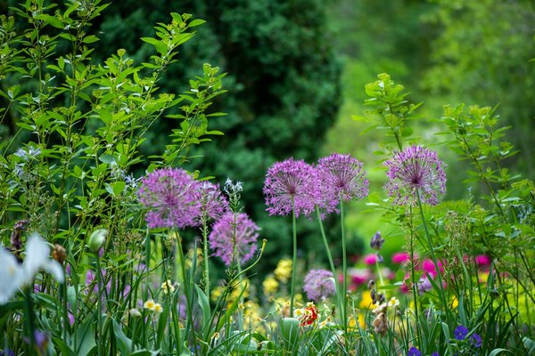 What are the best native evergreen plants for year-round interest in a UK garden?